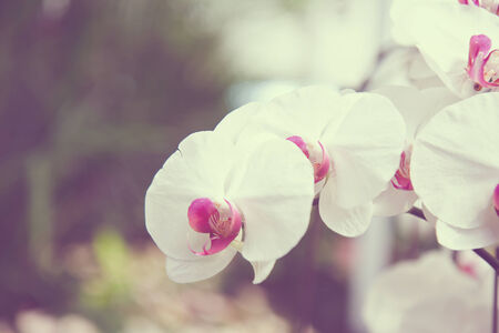 white flowers orchidsの写真素材