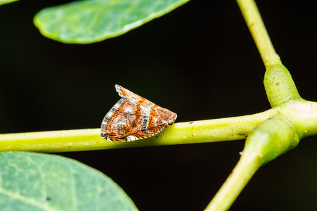 In sect on green leaf