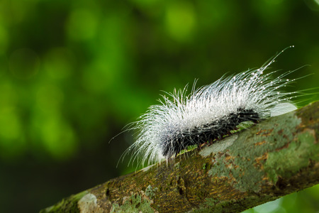 hairy caterpillarsの写真素材