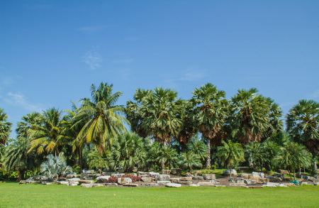  gardenの写真素材