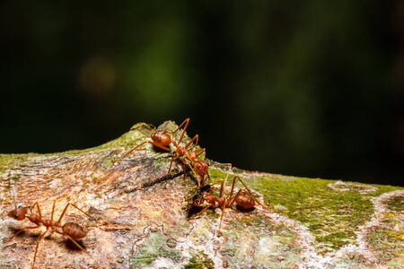 red ants teamworkの写真素材