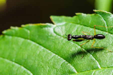 Insect on green leaf