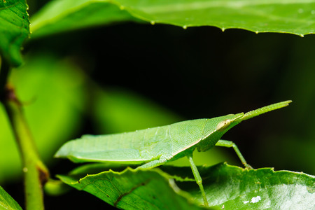 green grasshopper on grass leafの写真素材