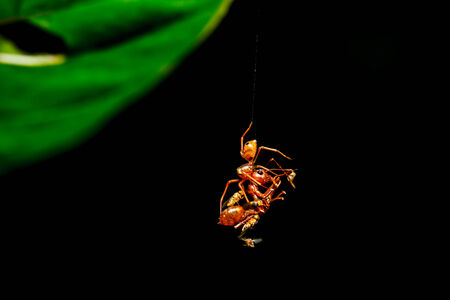 Spider on green leafの写真素材