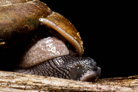 Snailの写真素材