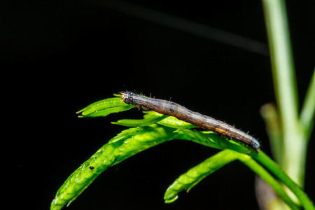 hairy caterpillars