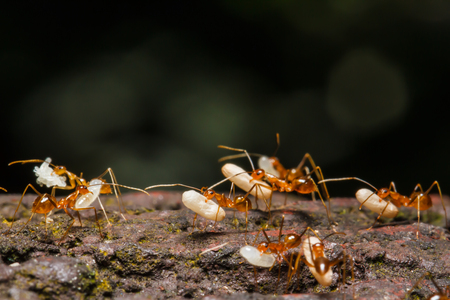 Ant are carrying eggsの写真素材