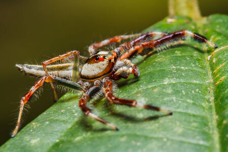 Jumping spider on leafの写真素材