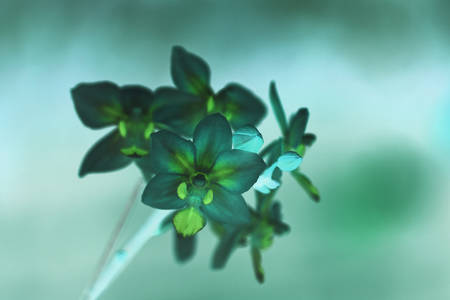 Yellow Orchidの写真素材