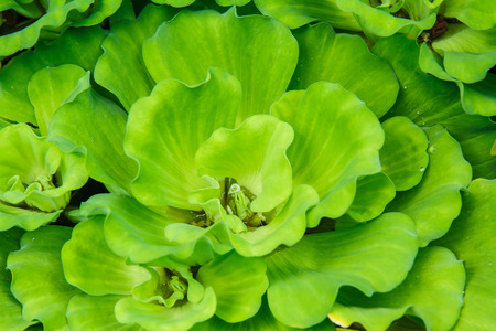 Duckweed in pond