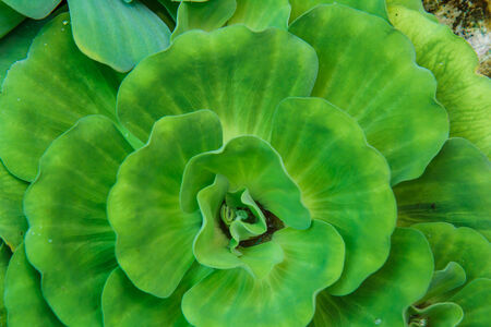 Duckweed in pond