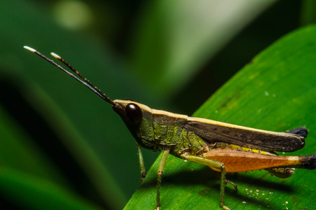 grasshopperの写真素材