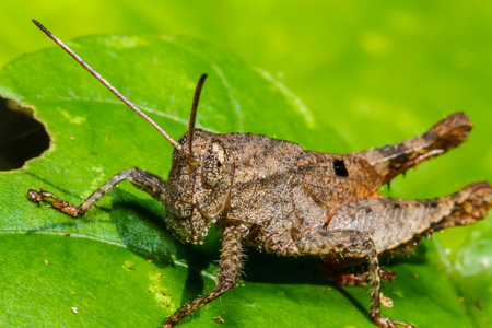 Brown grasshopper on leafの写真素材