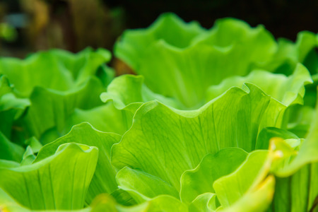 Duckweed in pondの写真素材