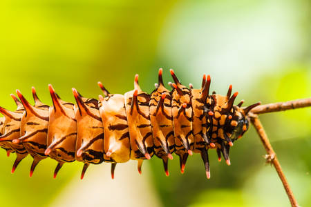 Caterpillar  golden birdwingの写真素材