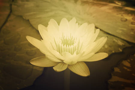Water Lily in pondの写真素材