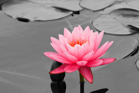Water Lily in pondの写真素材
