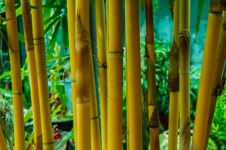 Bamboo textureの写真素材