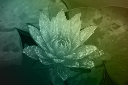 Water Lily in pondの写真素材
