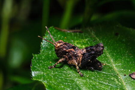 Brown grasshopper on leaf