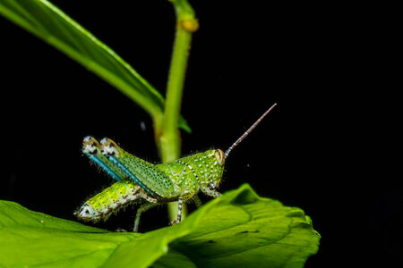 Green grasshopper on leafの写真素材