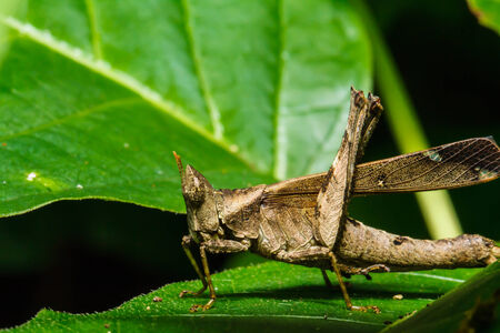 Brown grasshopper on leafの写真素材