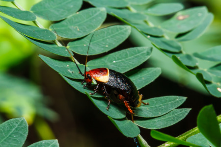 Insect on green leaf