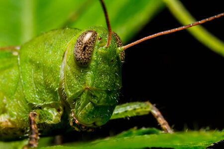 green grasshoper on leafの写真素材