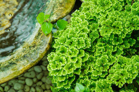 Moss leaf texture