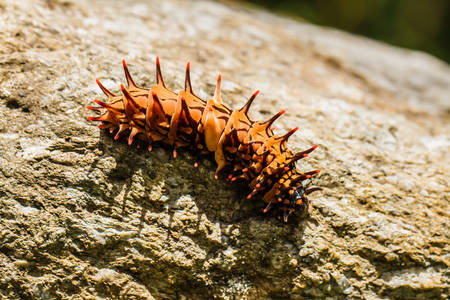 Caterpillar  golden birdwingの写真素材