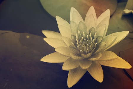 Water Lily in pondの写真素材