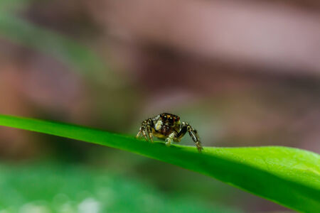 Jumping spider on leaf