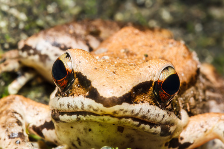 tree frogの写真素材