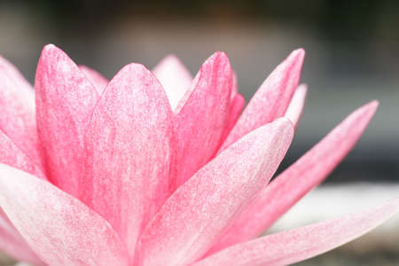 Pink water lily in pondの写真素材