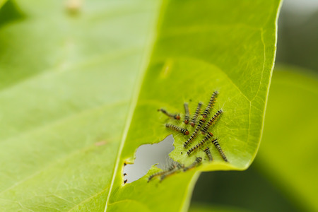 caterpillars on green leafの写真素材