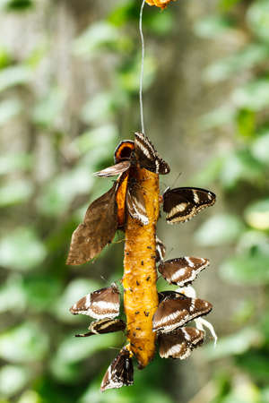 Black Butterflyの写真素材
