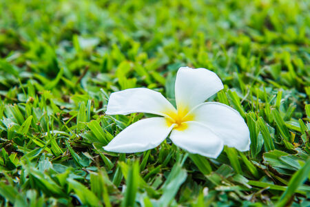 Plumeria on grassの写真素材
