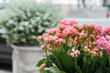 Begonia in gardenの写真素材