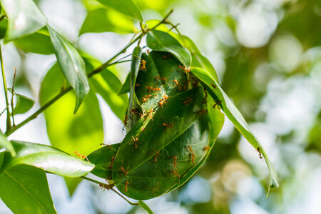 ant nests on tree