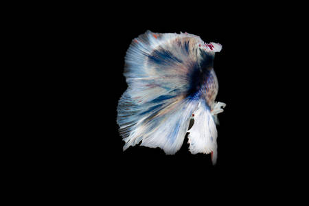 Fighting fishの写真素材