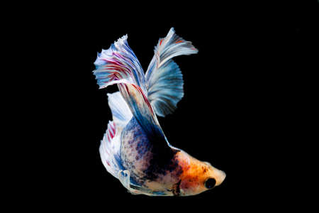 Fighting fishの写真素材