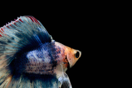 Fighting fishの写真素材