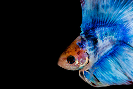 Fighting fishの写真素材