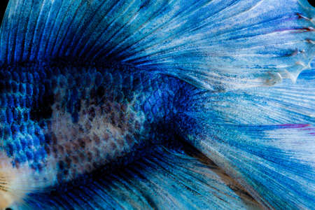 Fighting fishの写真素材