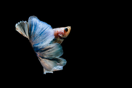 Fighting fishの写真素材