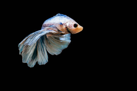 Fighting fishの写真素材