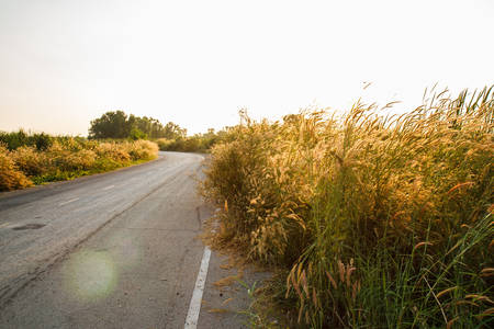 grass flowersの写真素材