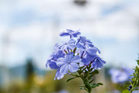 Purple flowers in gardenの写真素材