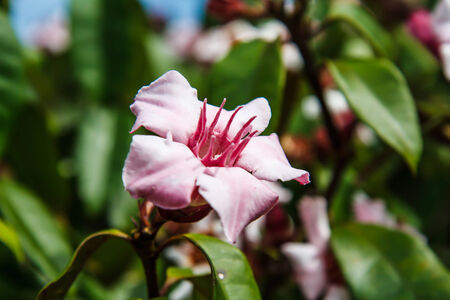 Strophanthus gratusの写真素材