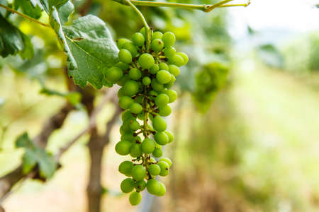 Grapes on the tree in the gardenの写真素材